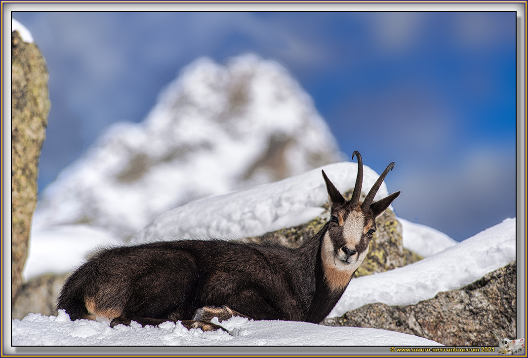 Chamois